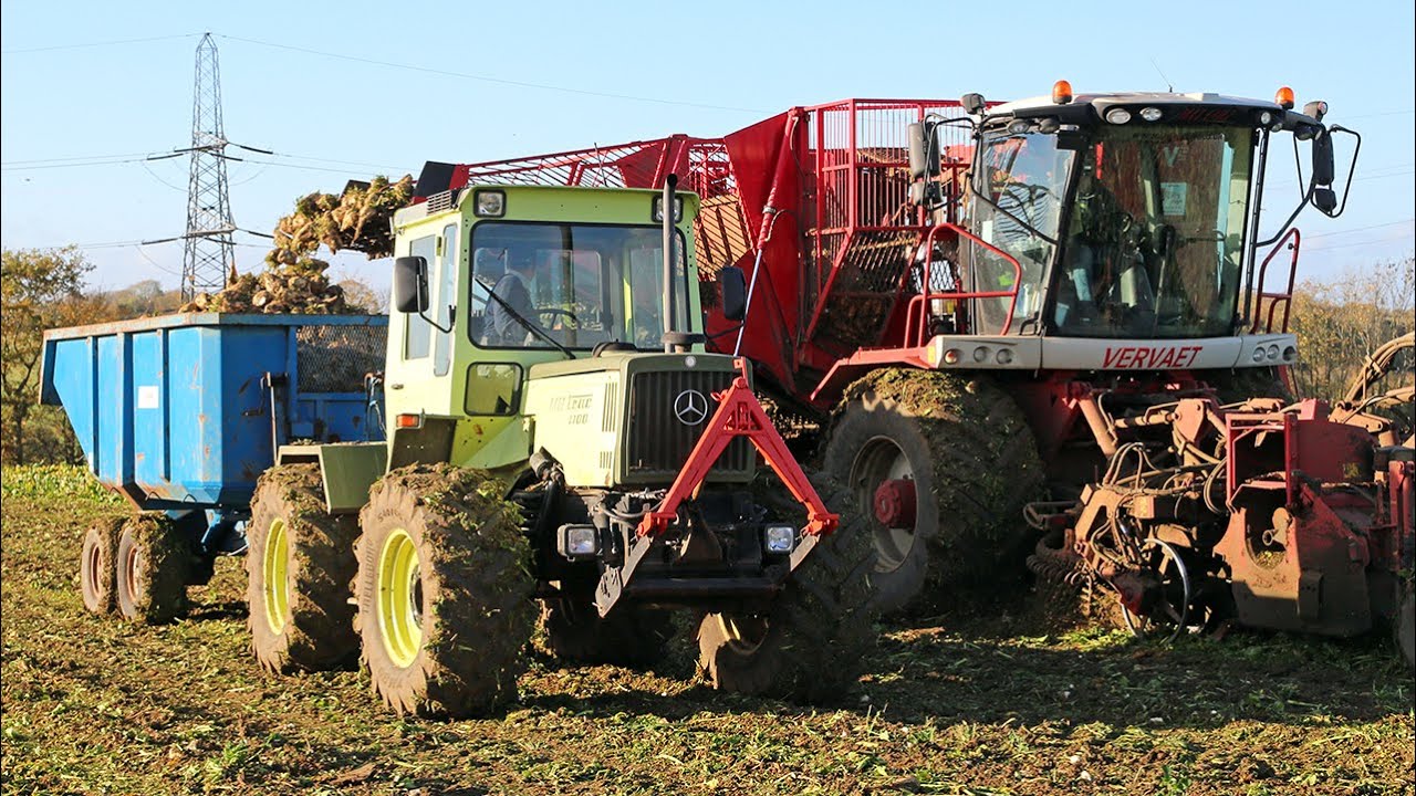 MB-Trac 1100 carting sugar beet with 9t Bunning dump trailer from Vervaet Beet Eater 617 harvester