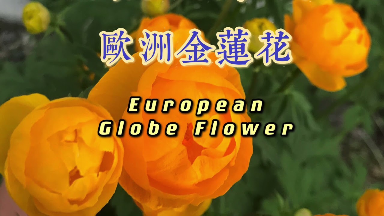 超高颜值、耐阴、耐寒、多年生的欧洲金莲花Charming European Globe Flower