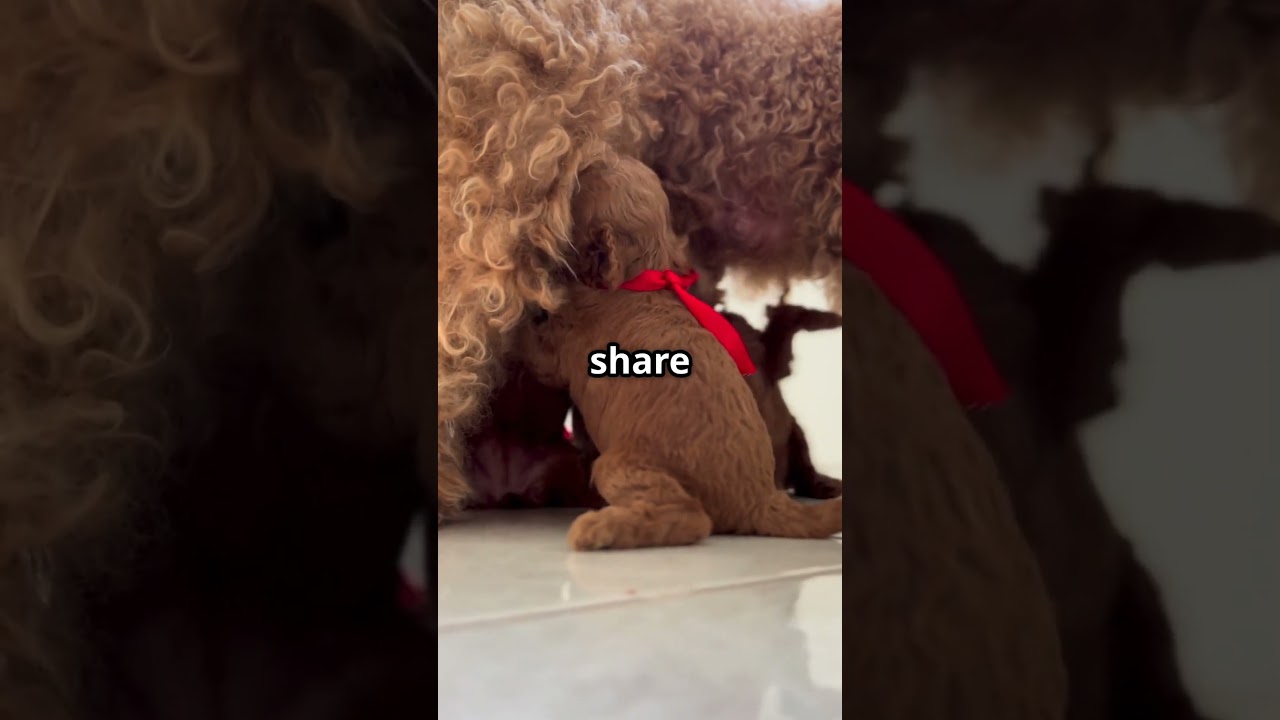 Do Dogs Have Best Friends? 🐶❤️