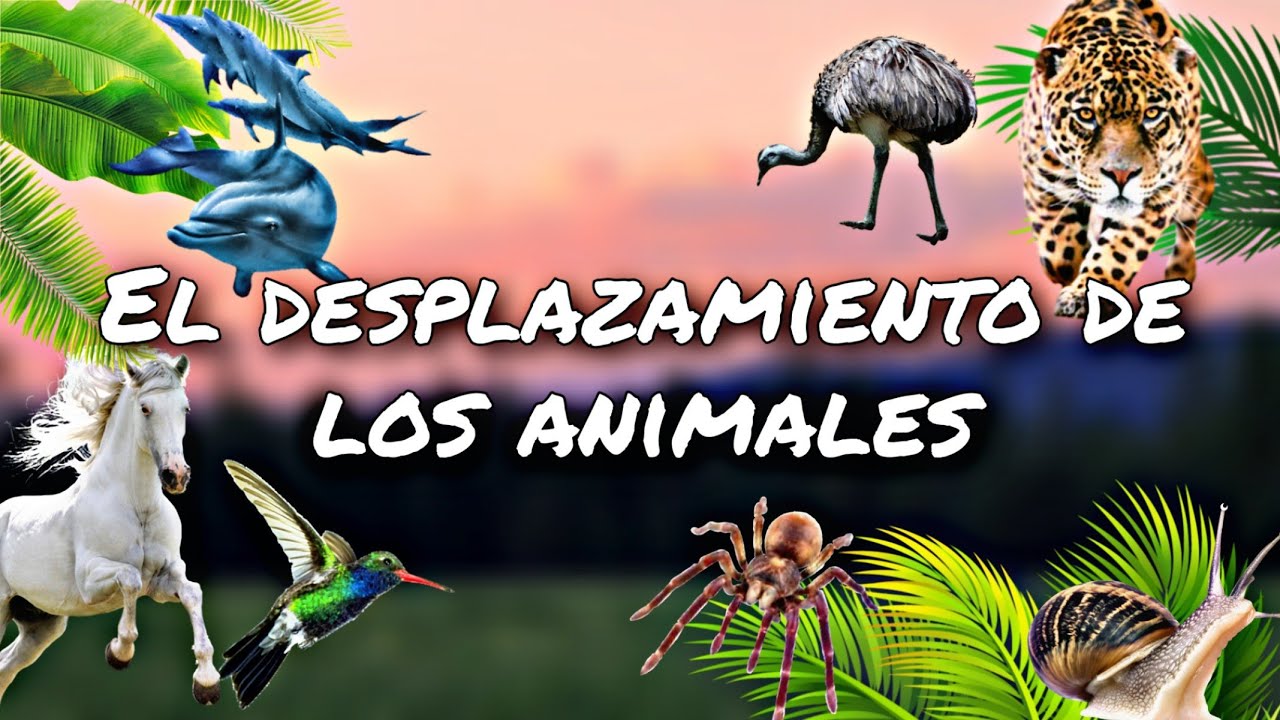 Desplazamiento de los animales