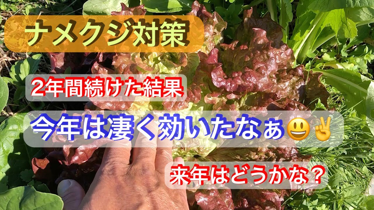 ナメクジ対策！2年間続けた結果報告《家庭菜園》