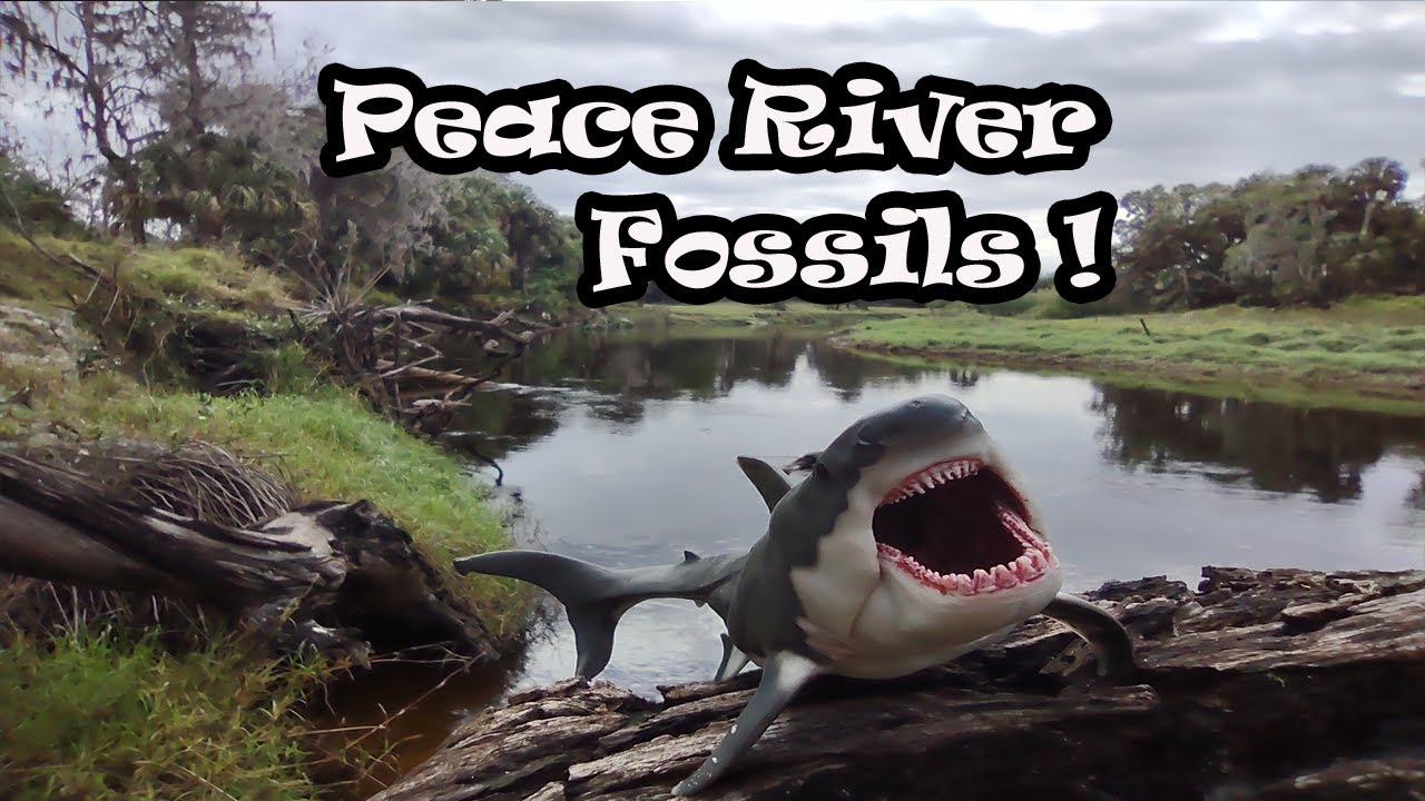 Peace River Florida Shark tooth Scoop Sifter D.I.Y. #fossils