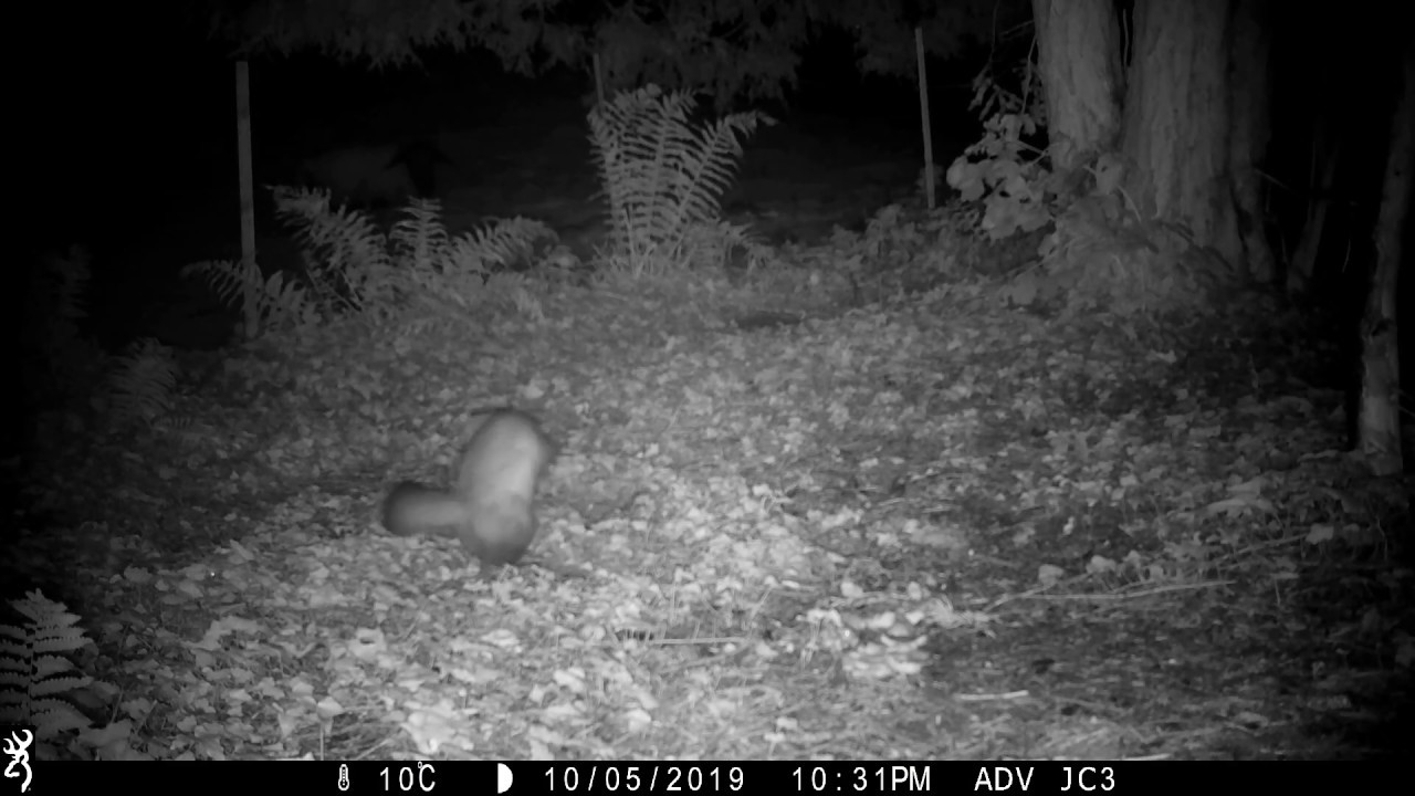 A very suspicious chicken feast (Stone marten family/Steinmarder/Husmår) (best at 1080p)