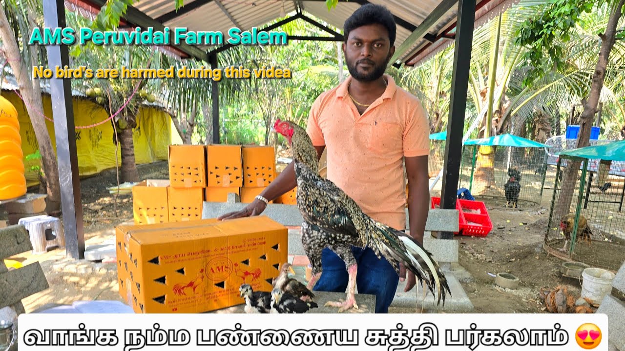 வாங்க நம்ம பண்ணைய சுத்திப்பார்கலாம்😍 | welcome to AMS peruvidai farm Salem...