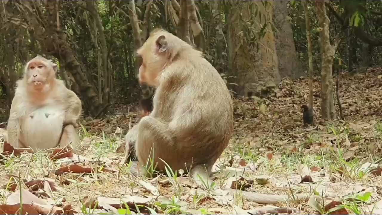 Monkey Grab In Cambodia Good All Monkeys In Khmer #212