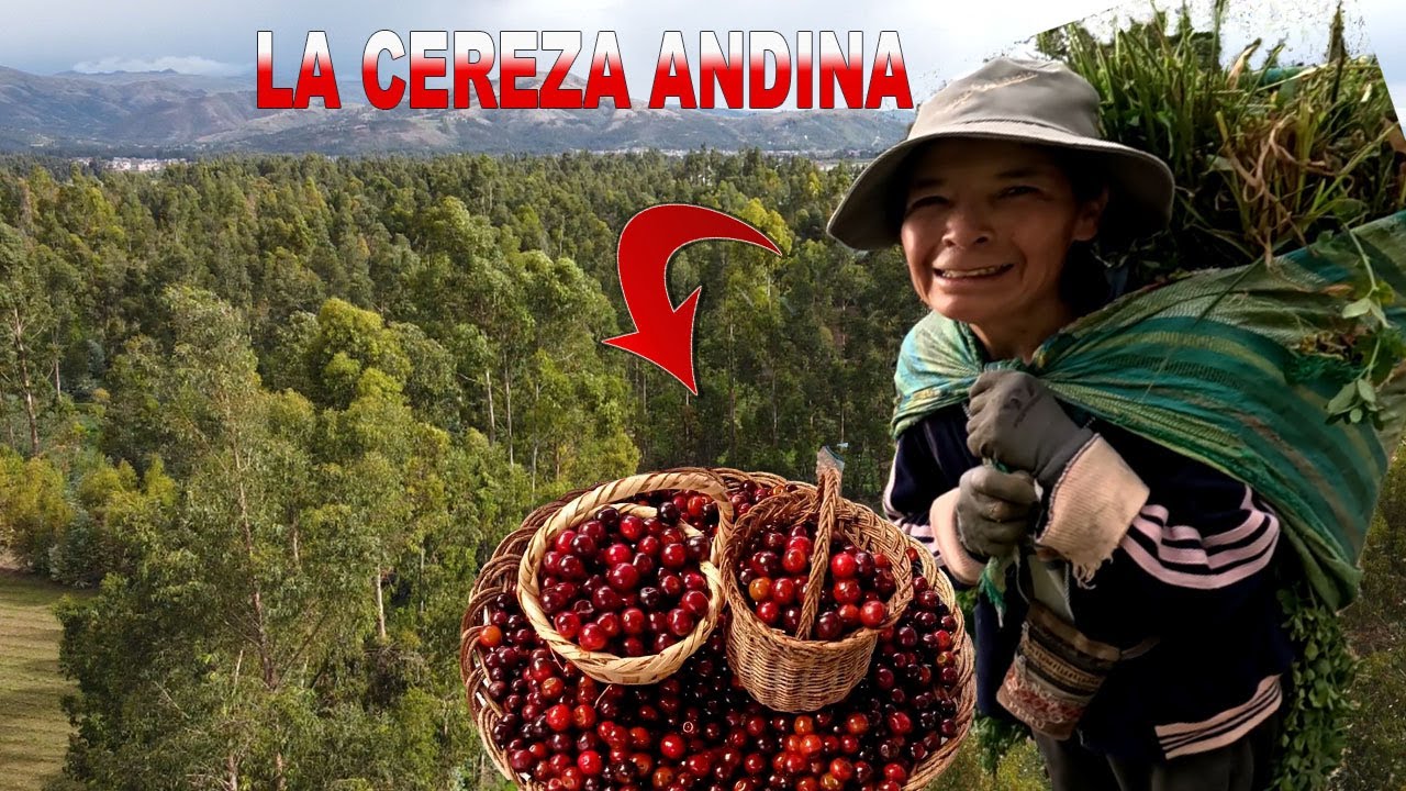 Doña Corazón NOS MUESTRA la desconocida CEREZA ANDINA (Anthonnii Andes)