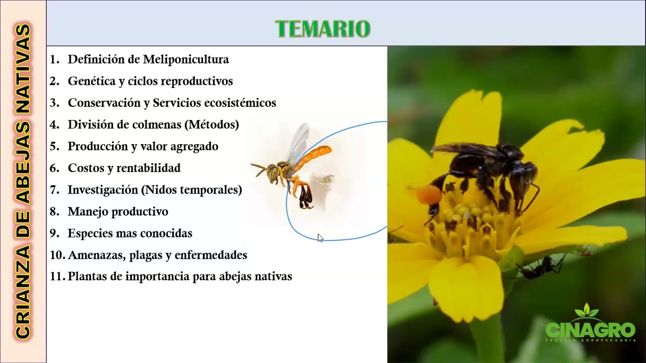 MELIPONICULTURA AVANZADA  PLAGAS Y ENFERMEDADES -DOMINGO 28 DIC