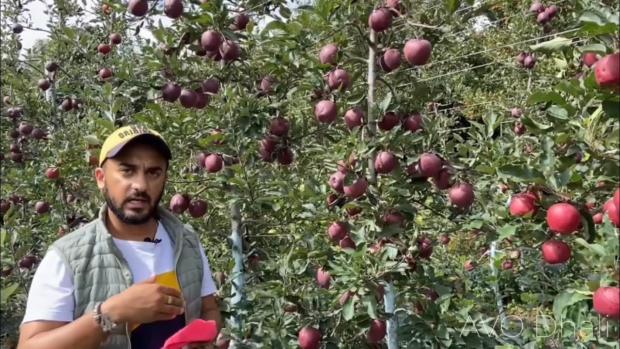 King Rot Red Delicious apple and it&rsquo;s suitable elevation