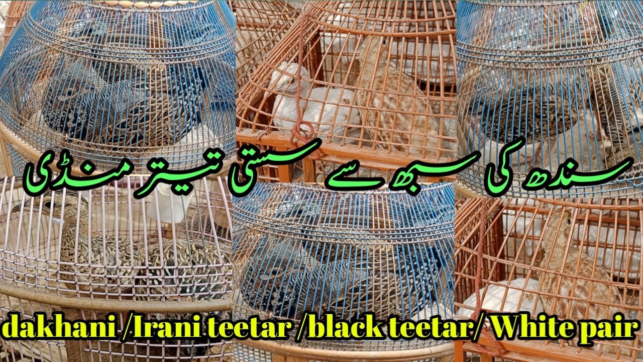 Sindh Kala teetar mandi |Dakhni irani kala teetar mandi