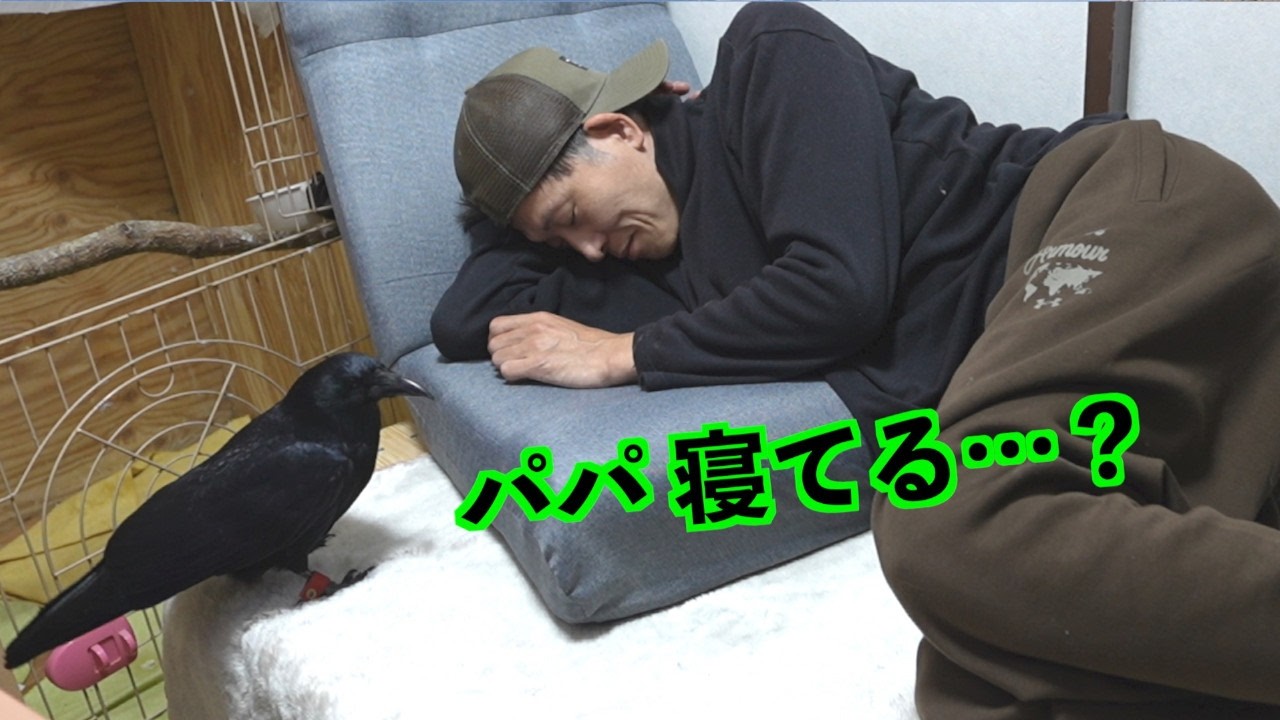 [何気ない時間がいちばん幸せ] カラスのリキとおうち時間