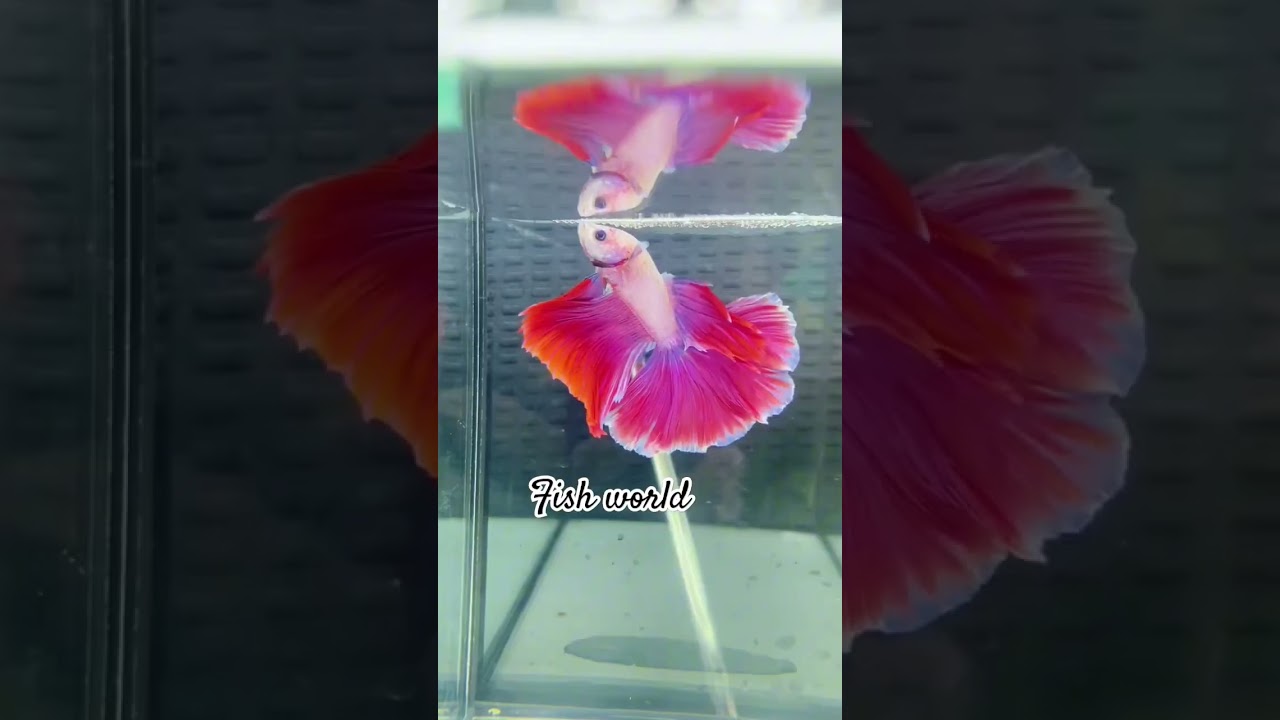 #BettaFish #AquariumLife #BettaBeauty #FishKeeping #AquaticArt #BettaLove #BettaCommunity