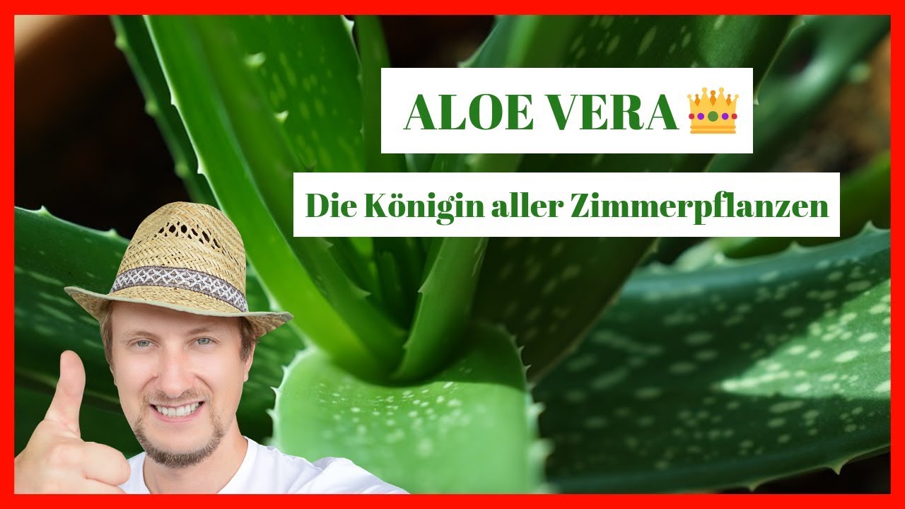 Aloe Vera Zimmerpflanze 🔴 Pflegen, schneiden & anwenden