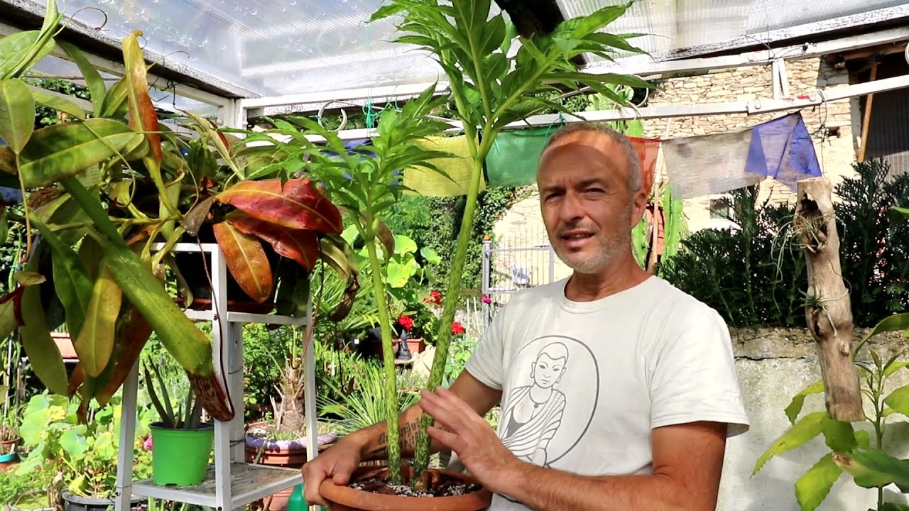 Amorphophallus bulbifer, una difficile amicizia asiatica...