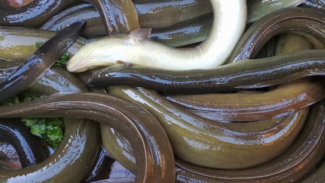 Real Eel Fisherman's Eel Trap. Amazing Eel Trap Catching