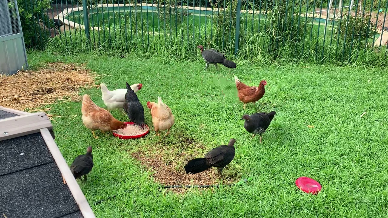 The Pecking Order: Brush (bush) turkeys are now mingling with our chickens