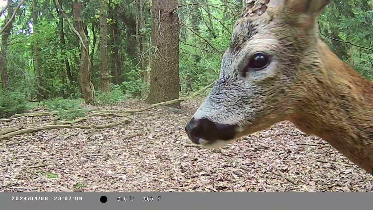 Wildcameras na 2,5 mnd opgehaald.