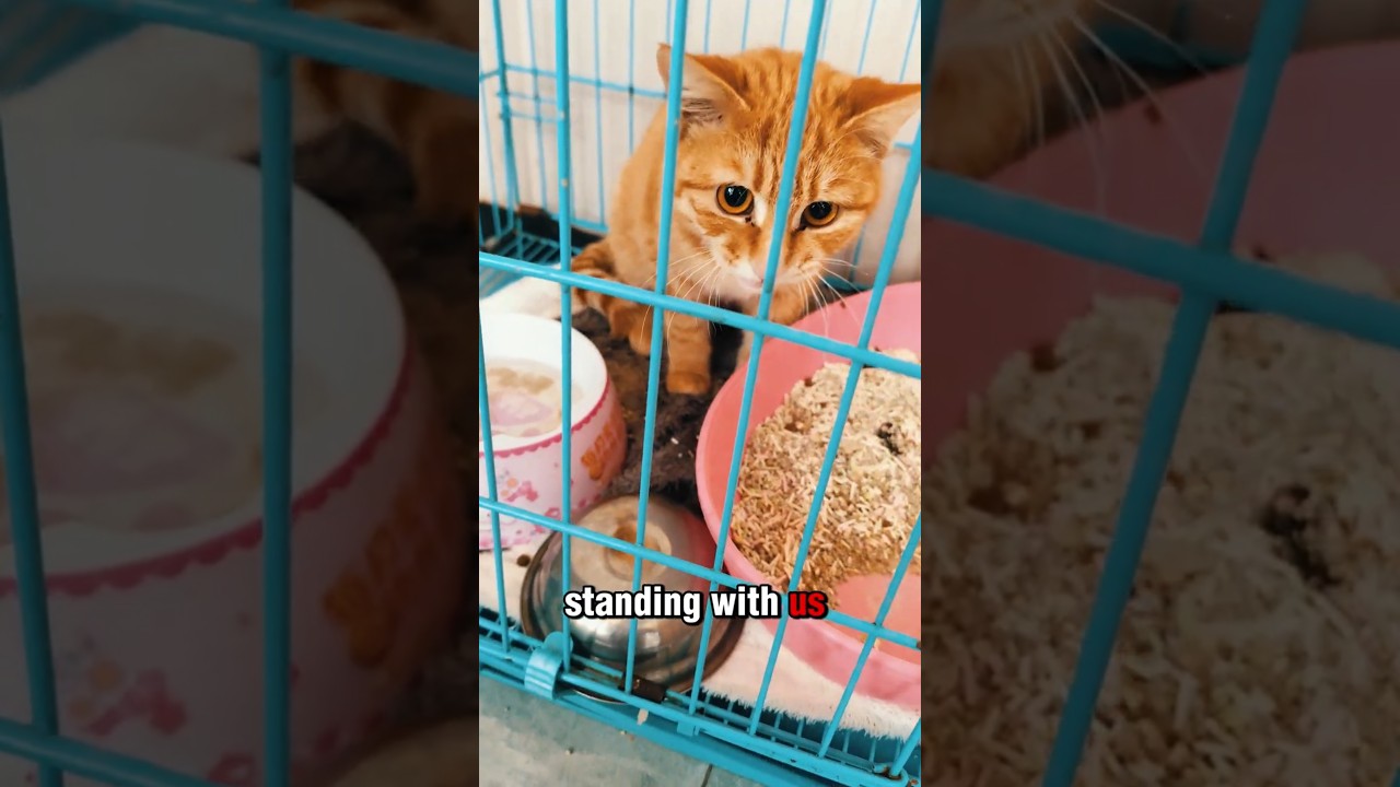 Этот котенок борется за свою жизнь.