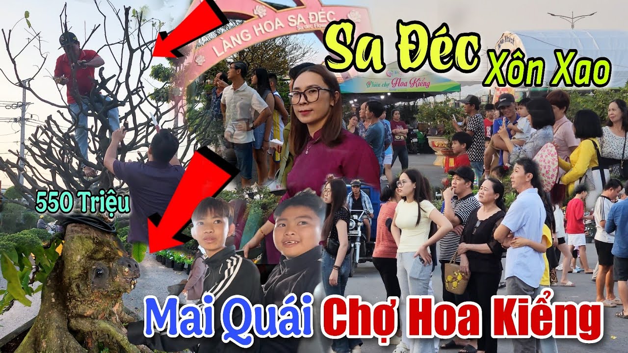 Xôn Xao Mai Vàng Tiền Tỉ Cắt Bỏ Cành Làng Hoa Sa Đéc Tết 2026 Thất Thủ Bến Phà Đến Chợ Hoa Sa Đéc