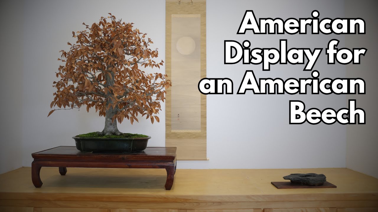 LEARN BONSAI DISPLAY - Creating an American Display with an American Beech