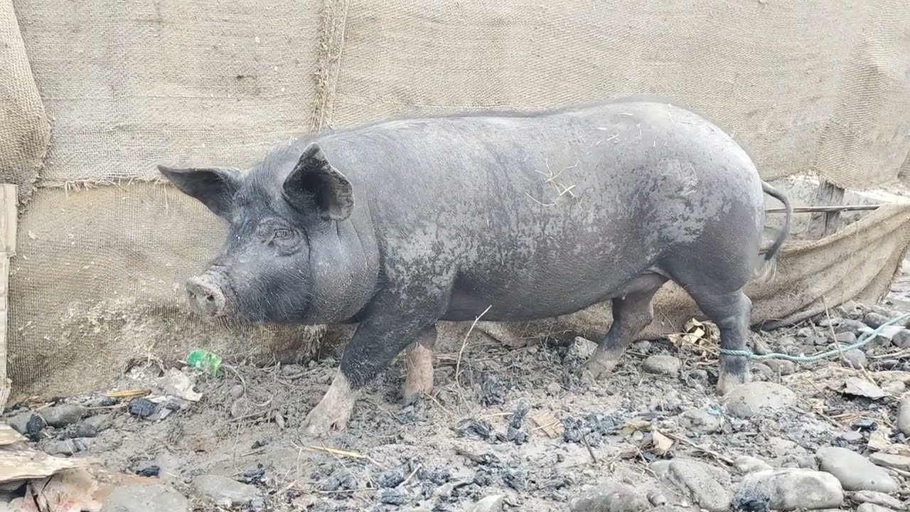 Lalpa Vawk // Zkt Camping -5-na 