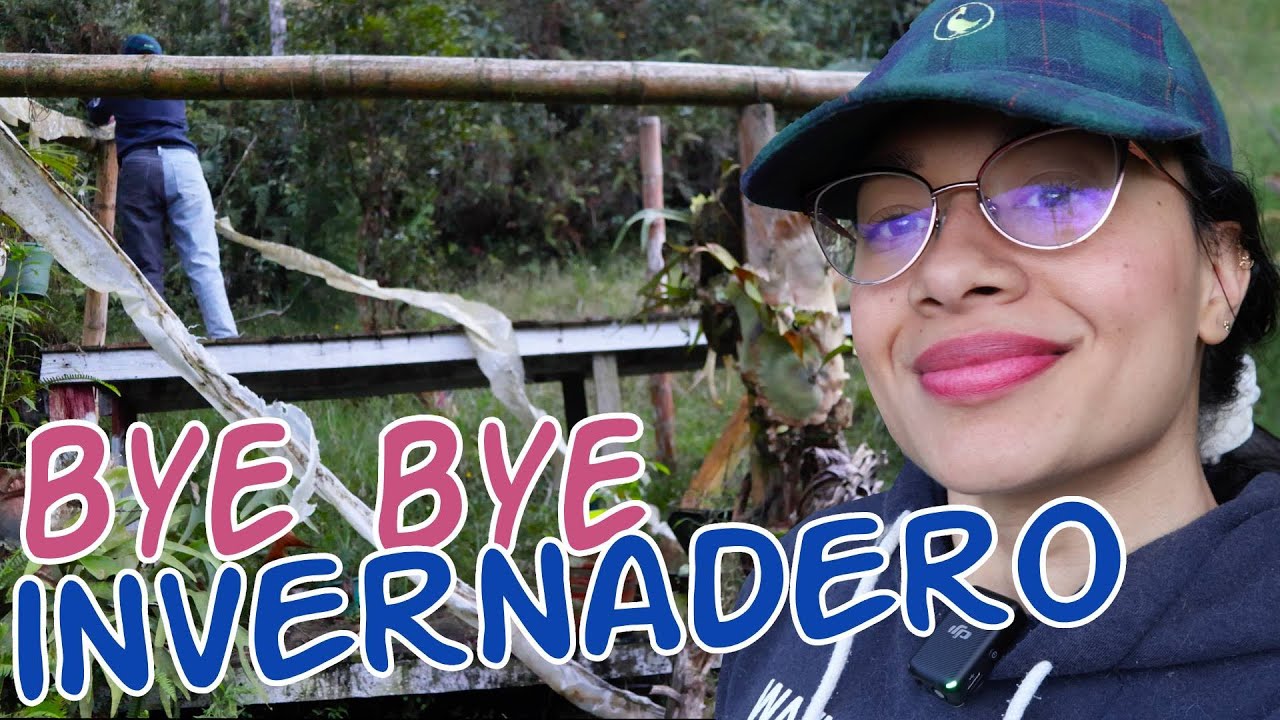 Quitando el invernadero de orquídeas, así quedó |Candy Bu