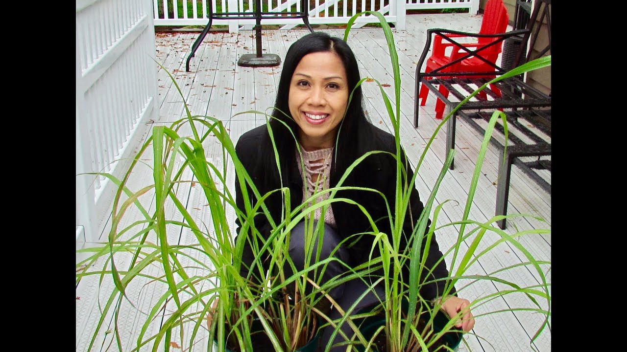 Regrowing Lemongrass Stalks Update and Harvest!