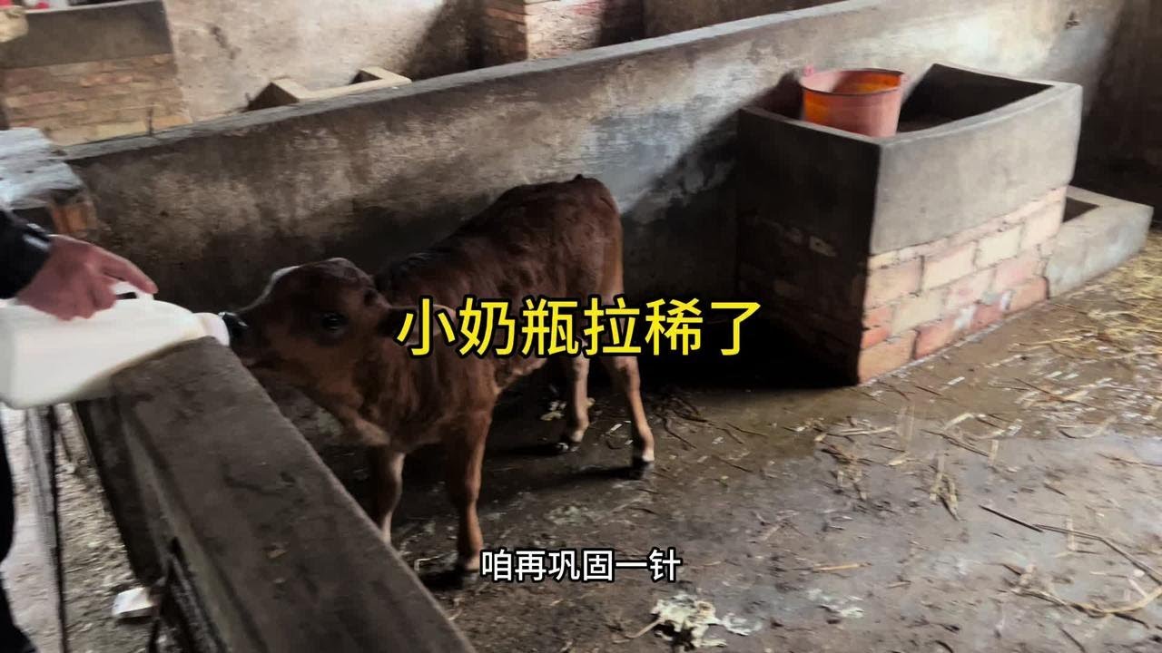 很多人说没看到小奶瓶，今天他拉着稀走来了。#小牛犊 #农村养殖