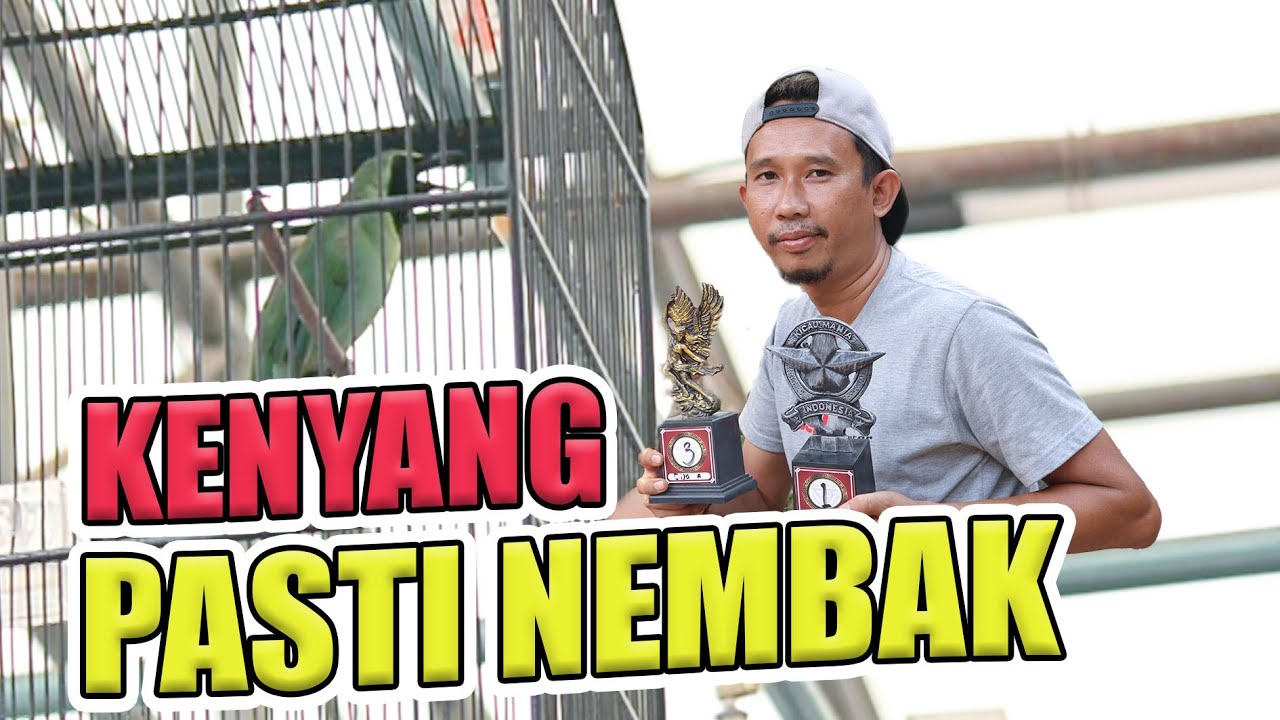 [CI BONAR] cucak ijo KENYANG pasti nembak settingan kenyang cucak ijo banyuwangi By HoBi ID
