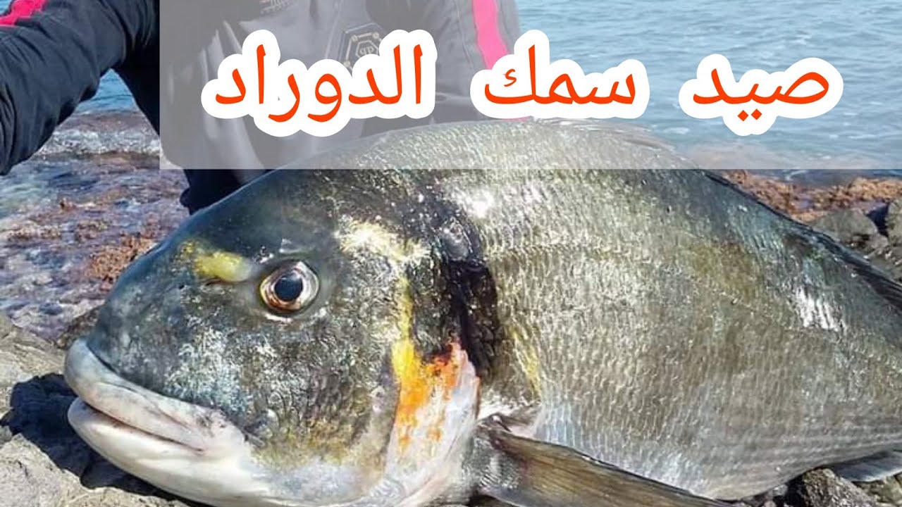 صيد سمكة الدوراد في الجزائر.  Fishing dorad in Algeria #pêche_Algérie  fishing / # Rice_fathi