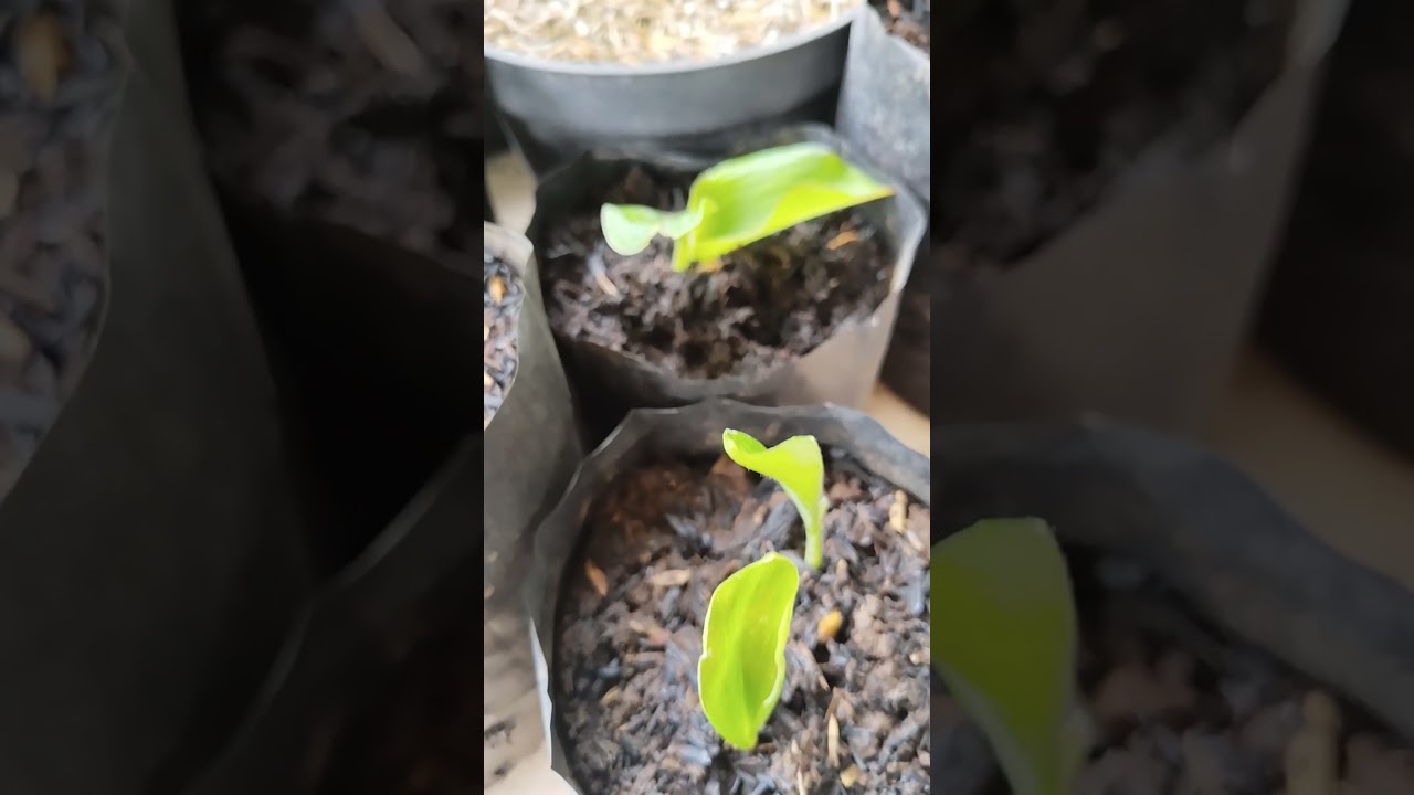 Kencur #tanamantoga #garden #gardening #pertanian