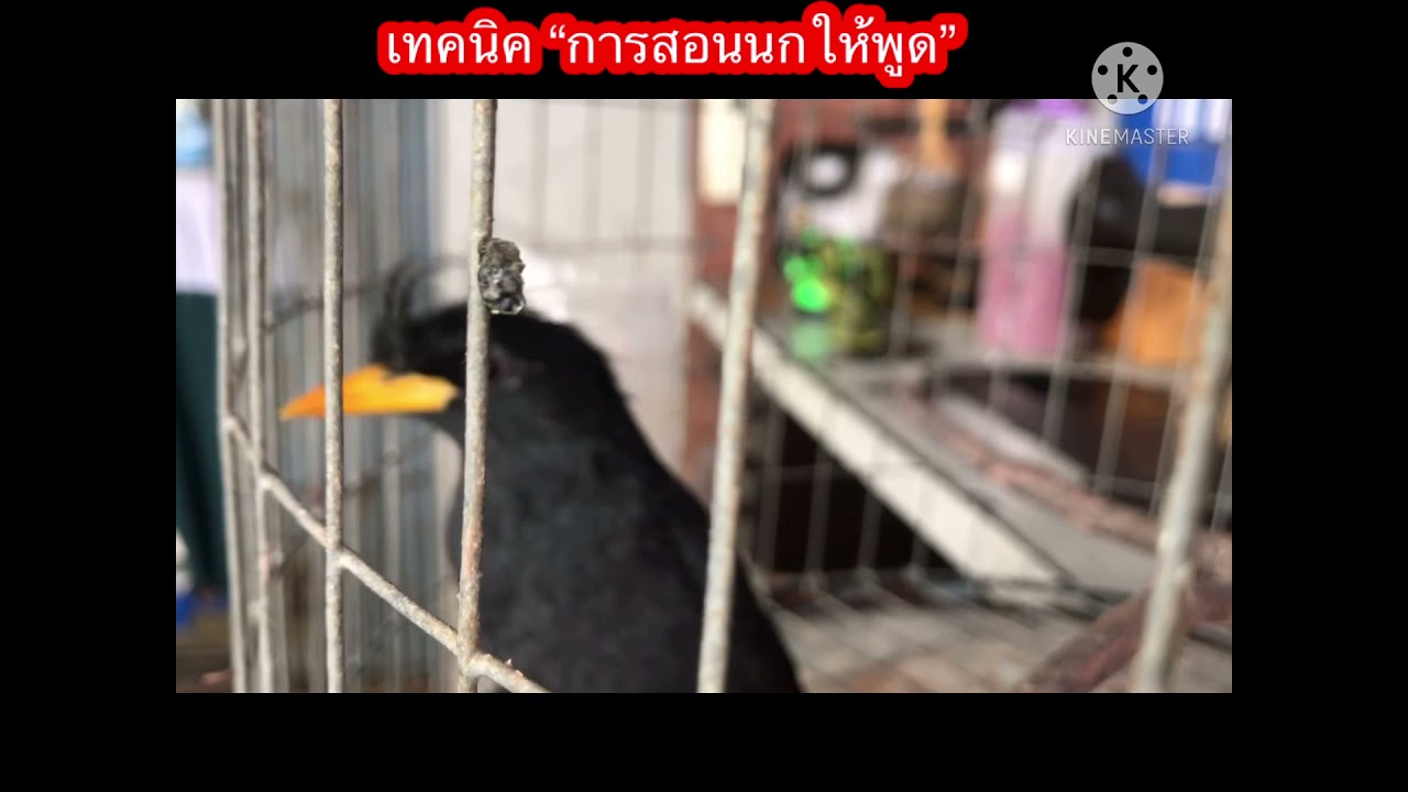 นกเอี้ยงหงอนสอนพูดได้