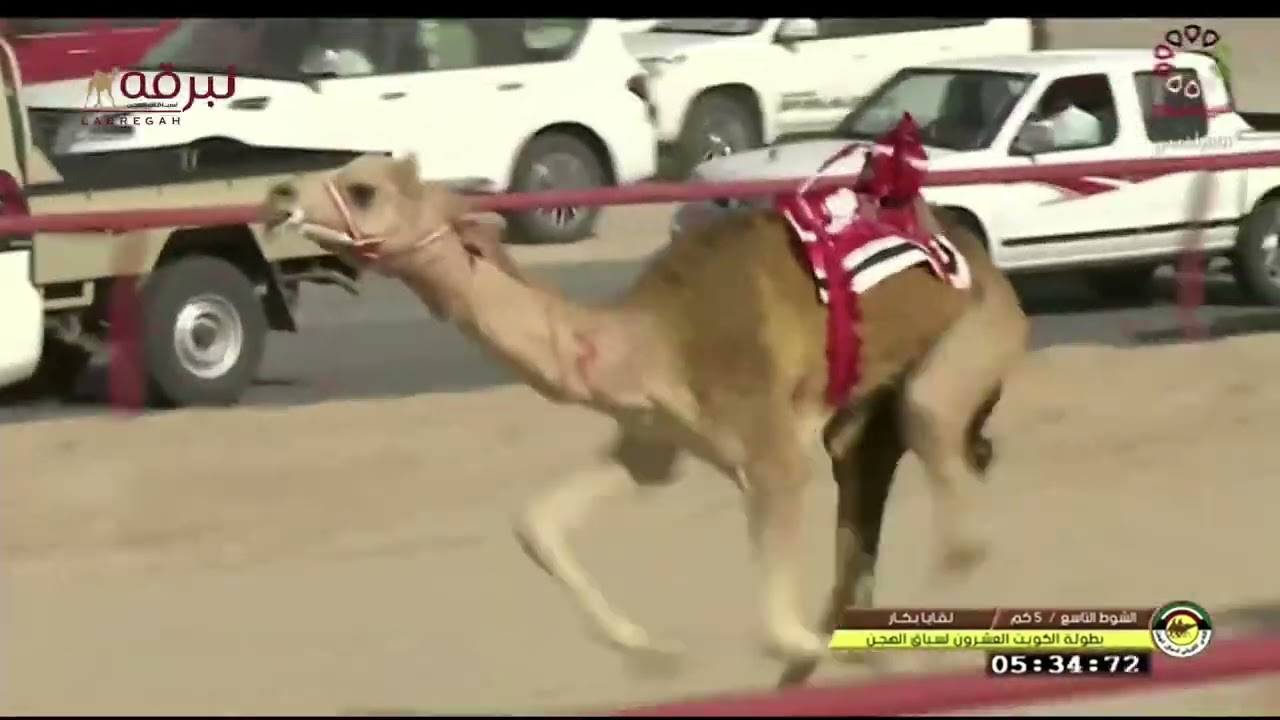 ش10 بطولة الكويت العشرون (رموز اللقايا لأبناء القبائل) صباح 6-2-2022