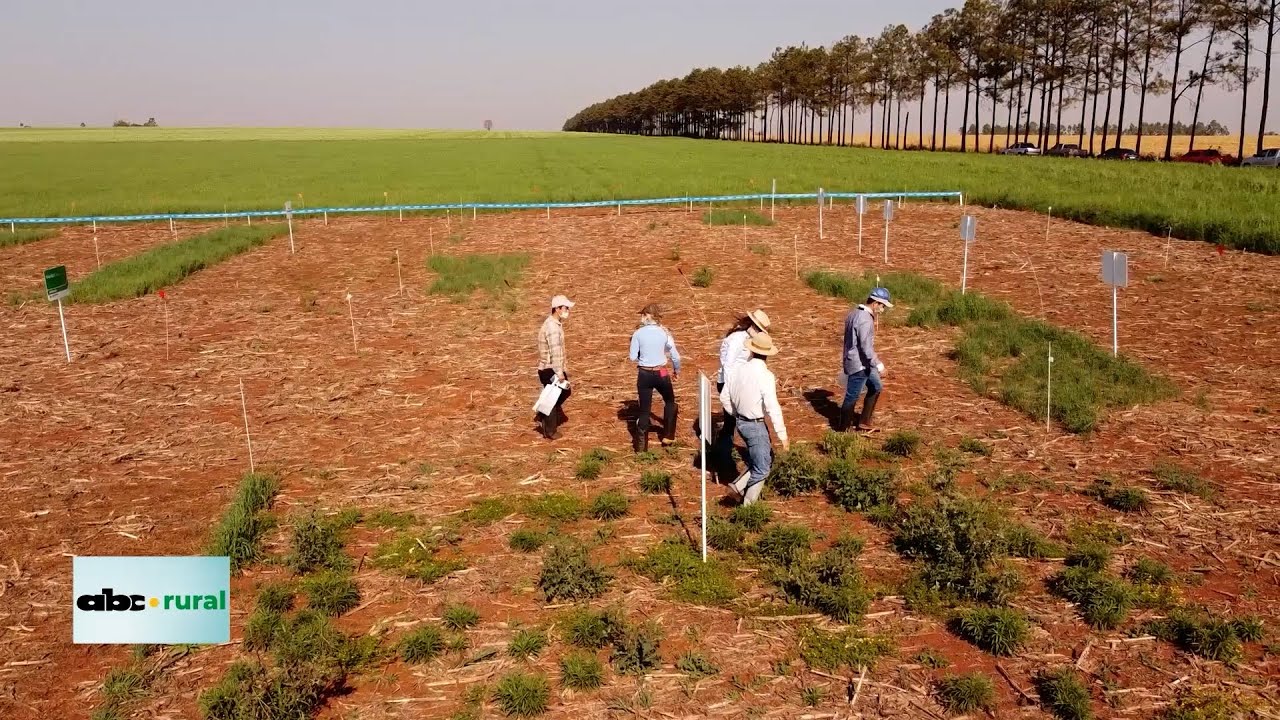 Herbicidas para control de banco de semillas de malezas