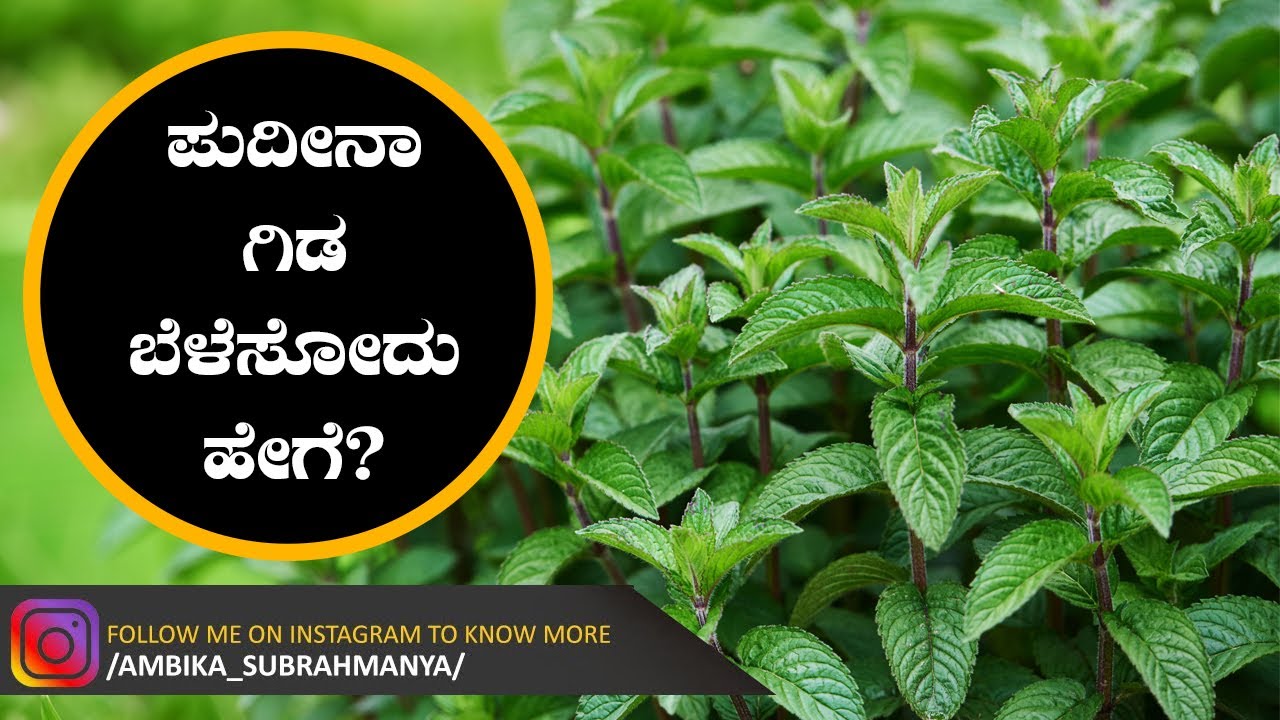 ಪುದೀನಾ ಗಿಡ ಬೆಳೆಸೋದು ಹೇಗೆ?