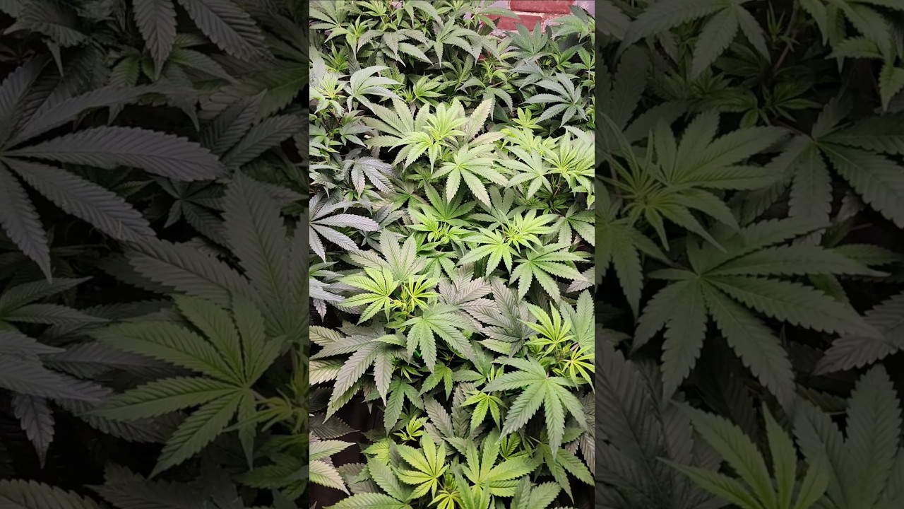Veggin in the veg room@VeroLux00  #music #hiphop #rap #ehcanada #2chainz