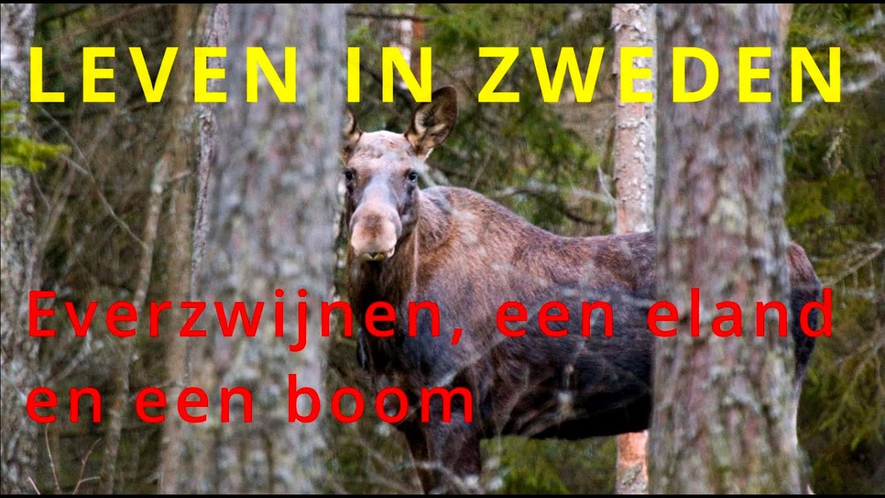 LEVEN IN ZWEDEN Everzwijnen, een eland en een boom