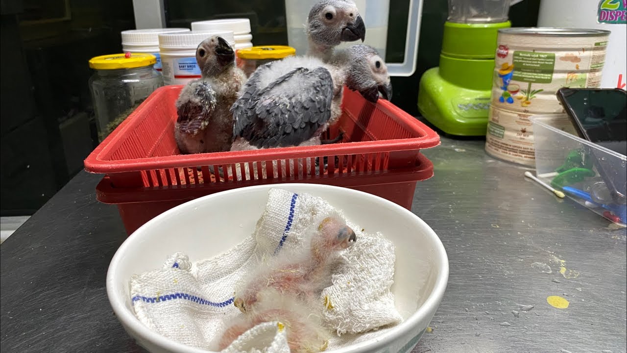 Breeding Birds, Penangkaran Burung Paruh Bengkok