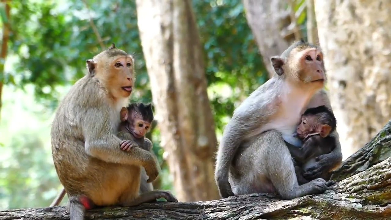 Jazzy monkey just sleep and keep her baby on hand care. and Brita young child take baby from Saxon