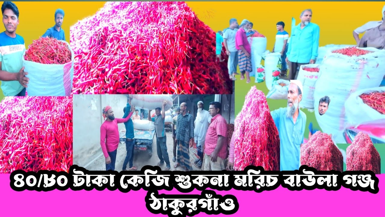 মরিচের বাজারে ধস, ৪০/৮০টাকা কেজি মরিচ। বাউলা গঞ্জ, ঠাকুরগাঁও। 