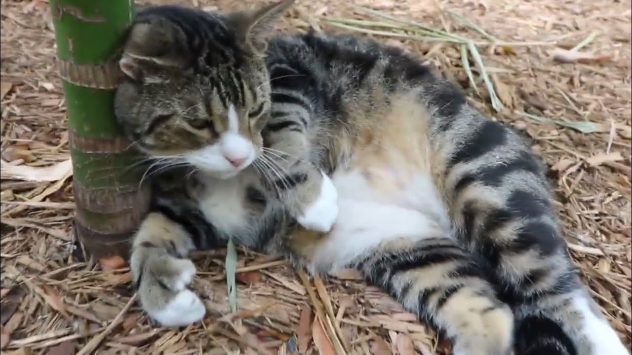 Hemingway’s Six Toed Cats