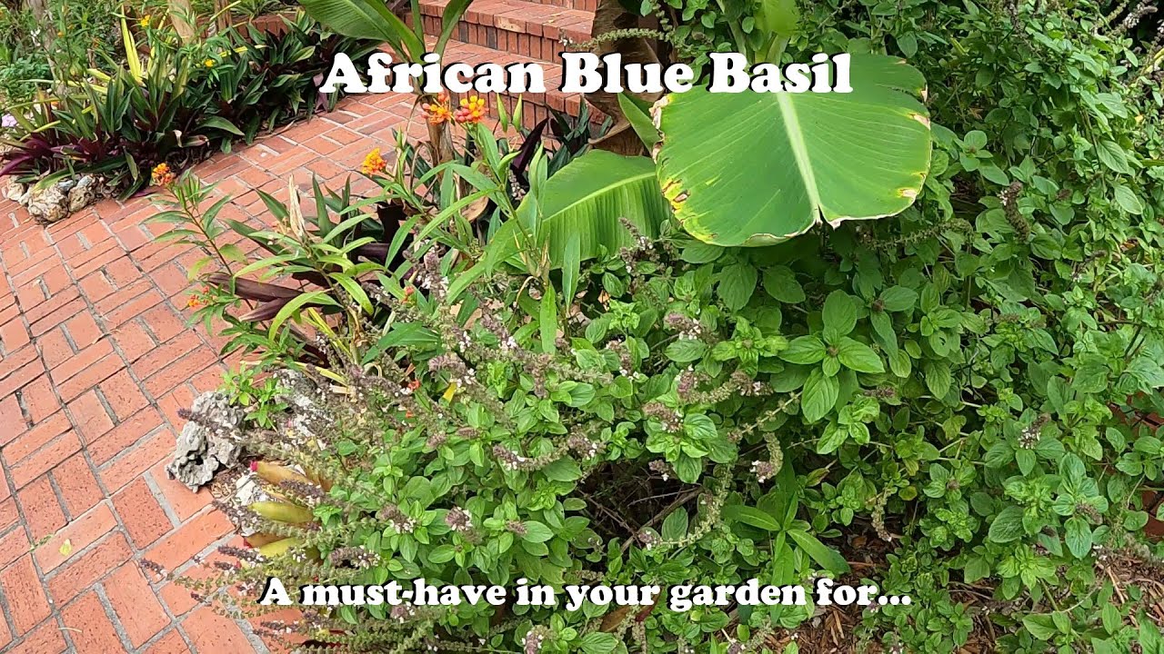 African Blue Basil - A must have if you can grow it!