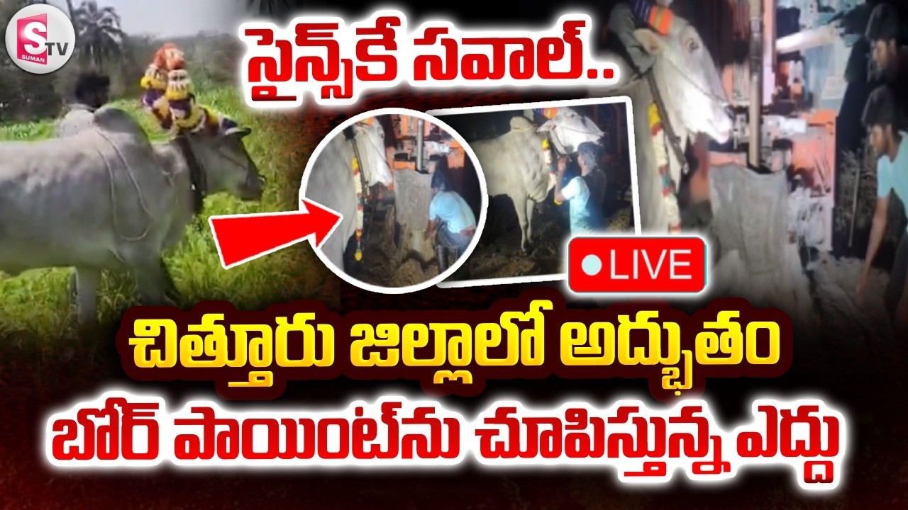 🔴LIVE : బోర్ పాయింట్‌ను చూపిస్తున్న ఎద్దు | Cow Detects Underground Water In Chittoor |SumanTV Vijay
