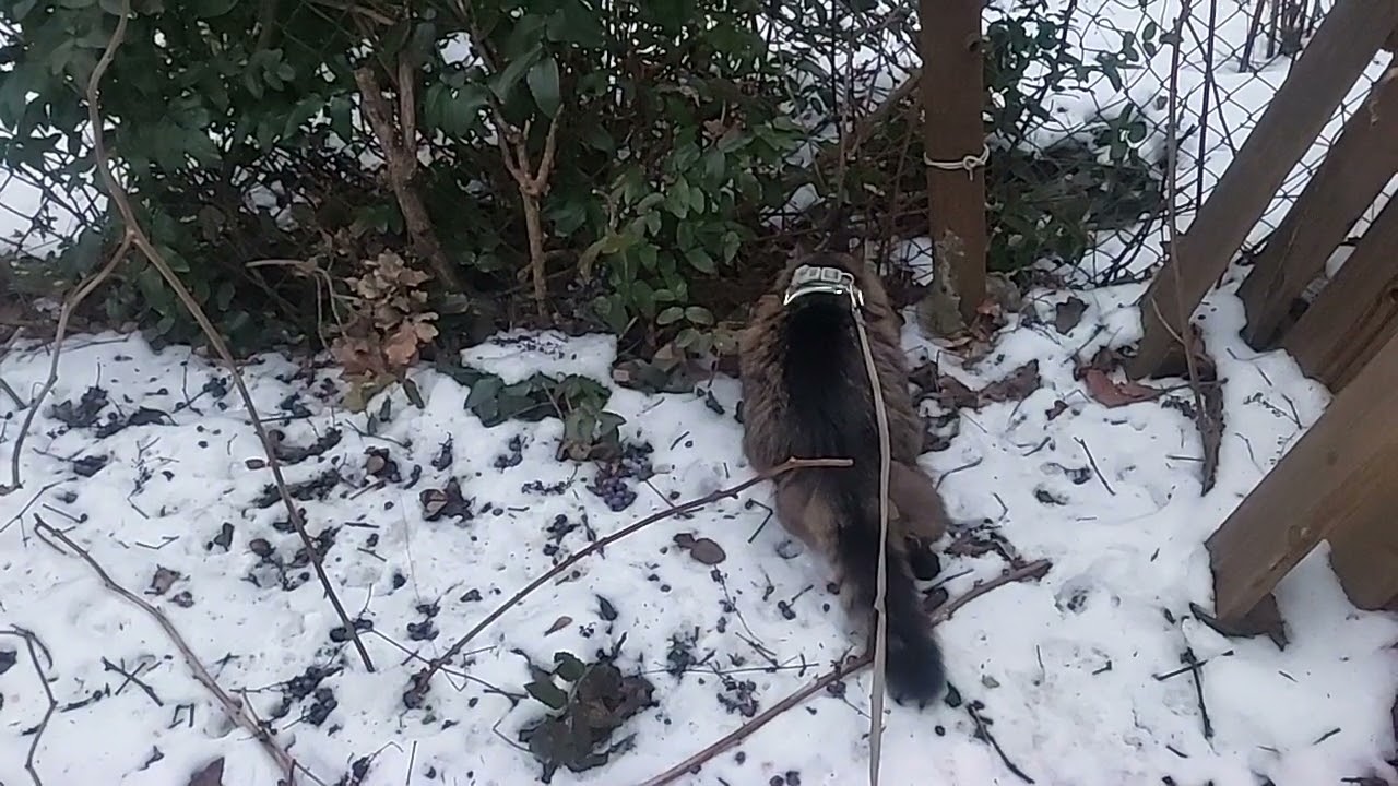 Котик 