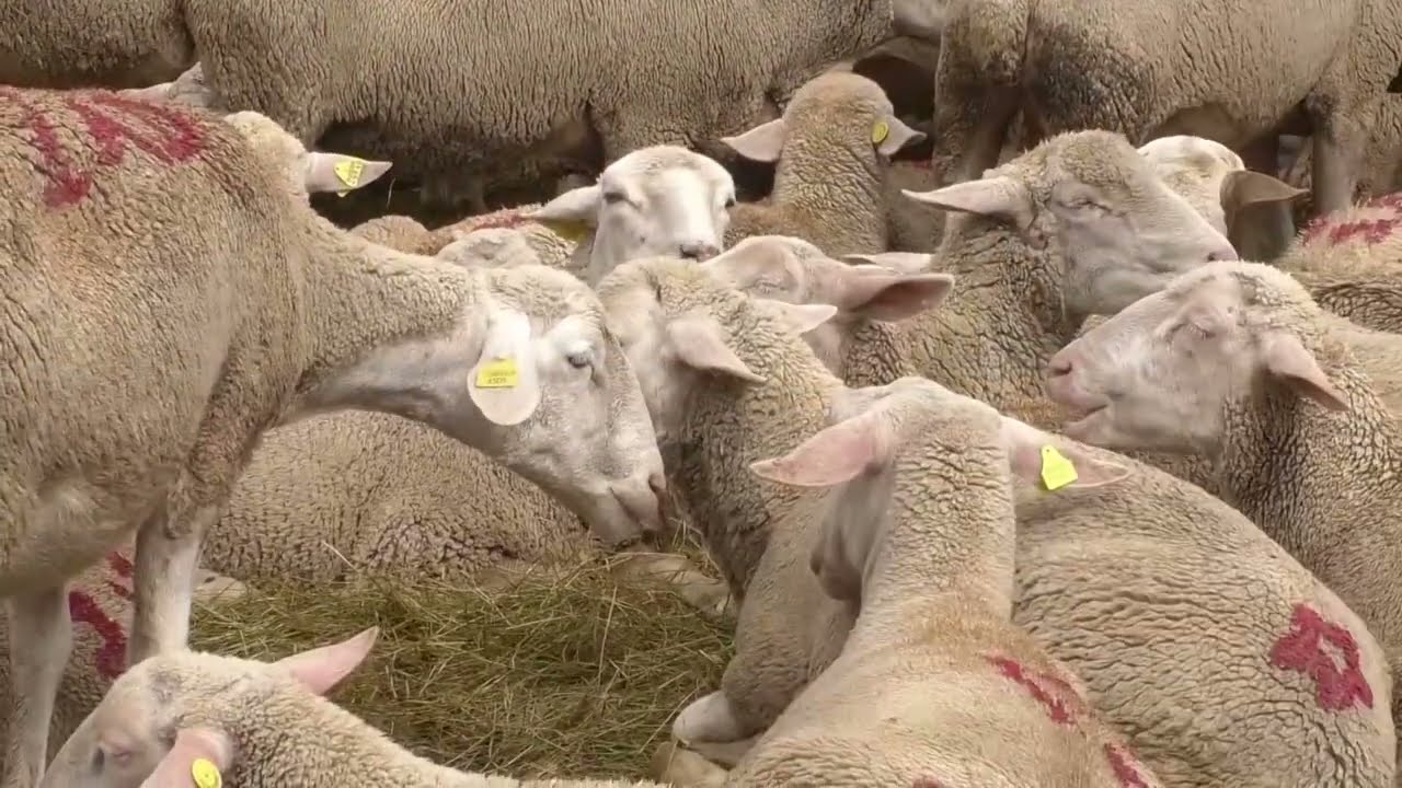 Valle Castellana, una settimana di eventi e sapori nella Sagra del Pastore a San Vito