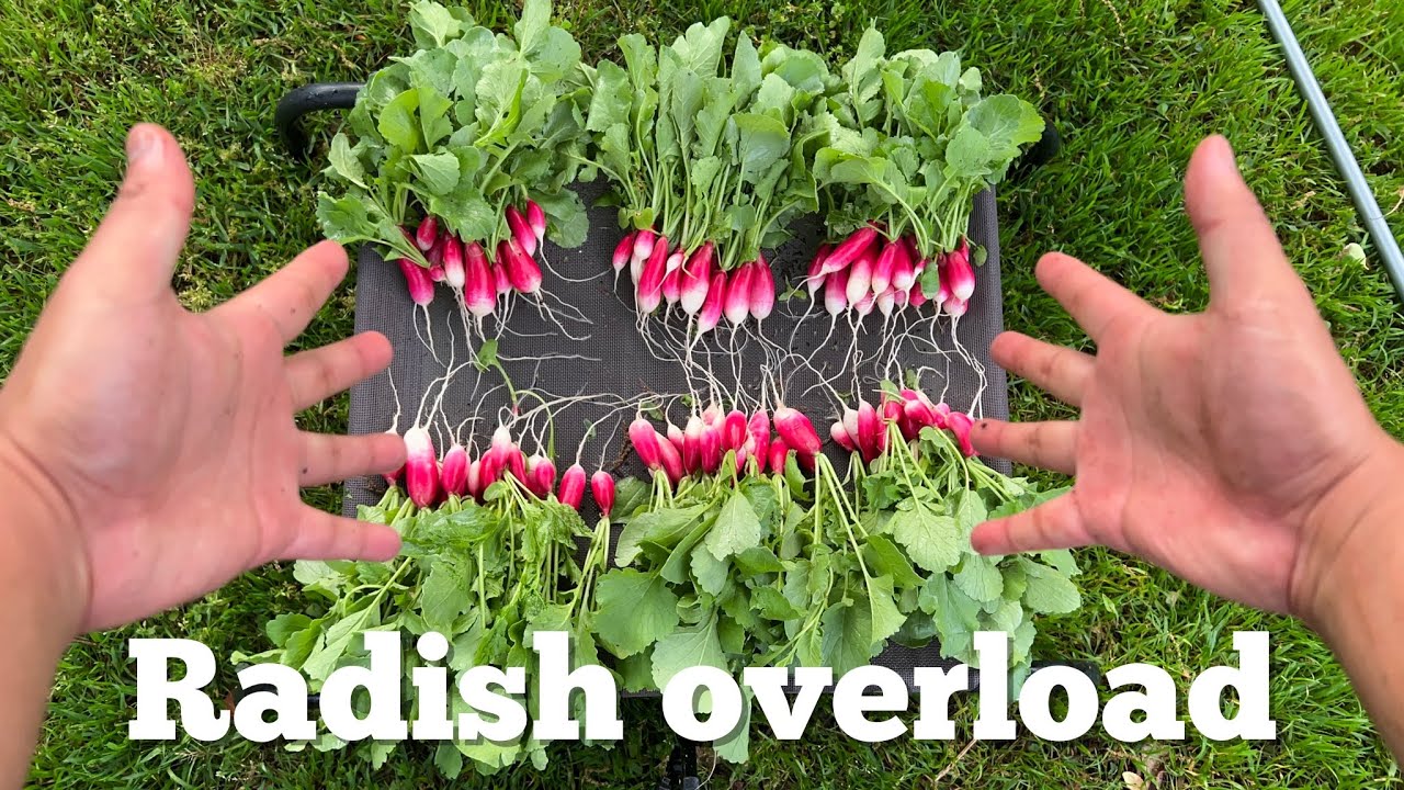 French Breakfast Radish Secrets to a good harvest