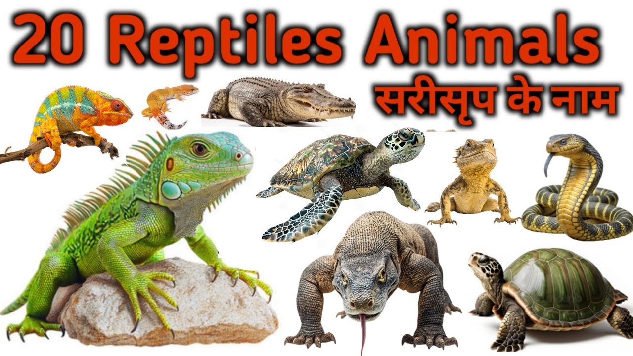 Name Some Reptiles Animals Hindi English For Kids| Reptiles Animals Name| Preschool Learning Video| 