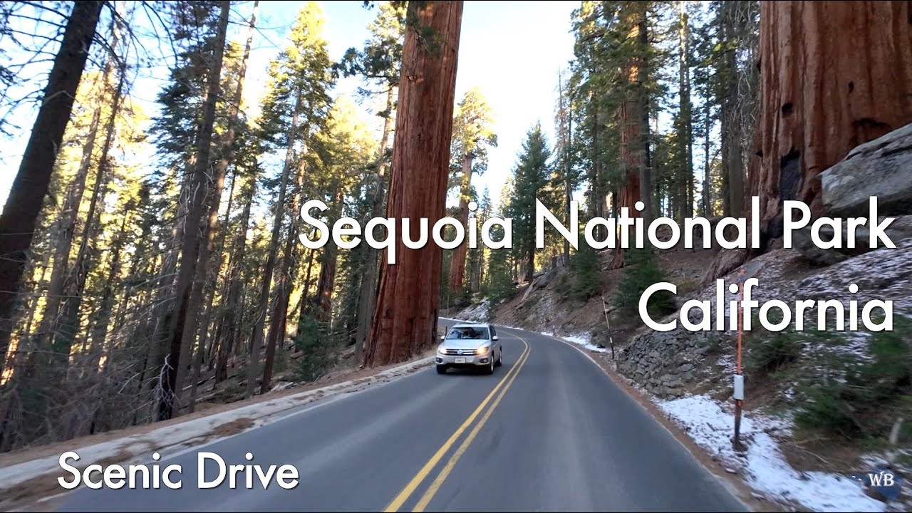 Scenic drive to the world’s largest tree | Sequoia National Park, California