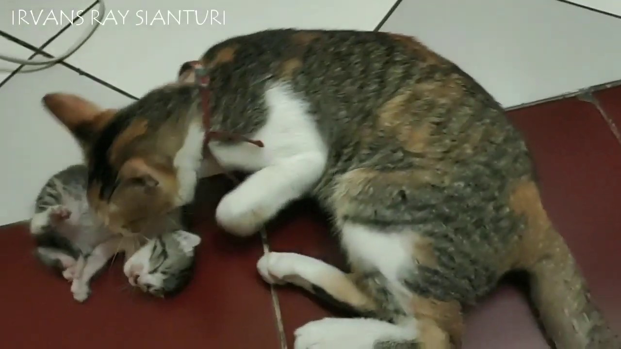 PERLAKUKAN SADIS!! Bayi Kucing Lucu Disiksa | Kok Ibunya Diam Saja?!!