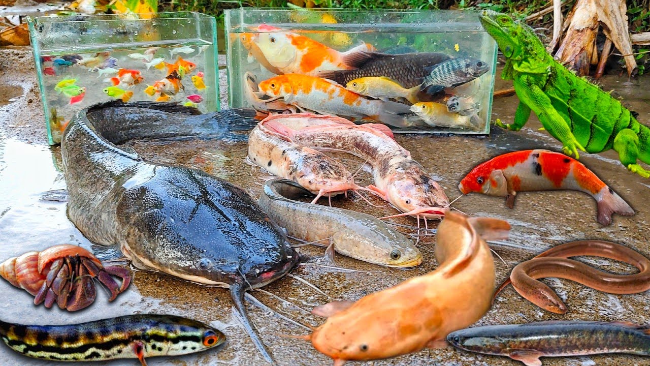 Ого, ловля сома-альбиноса в яме, а там большие сомы, змееголовы, декоративные рыбы, змееголовы