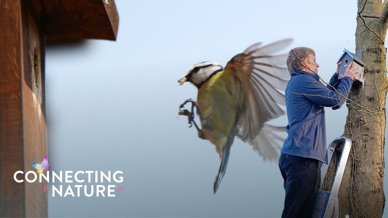 Where to hang a nesting box in your garden